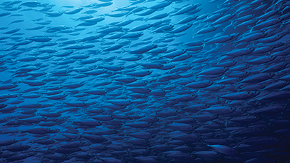 un banco de peces en un fondo marino