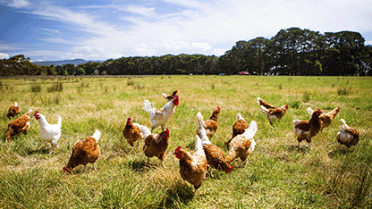 gallinas camperas en un prado comiendo