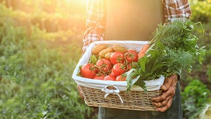 Cesta de tomates, patatas y zanahorias transportada por un trabajador con las manos sucias