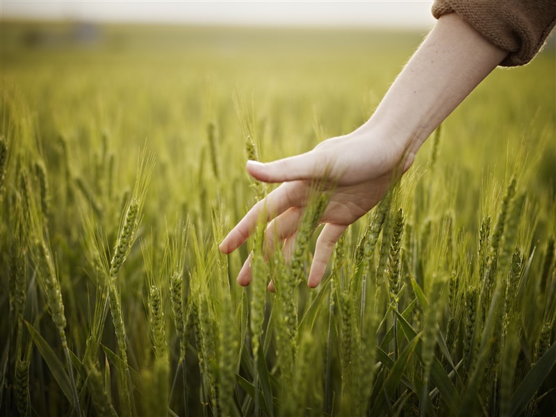 una mano en una campo de trigo