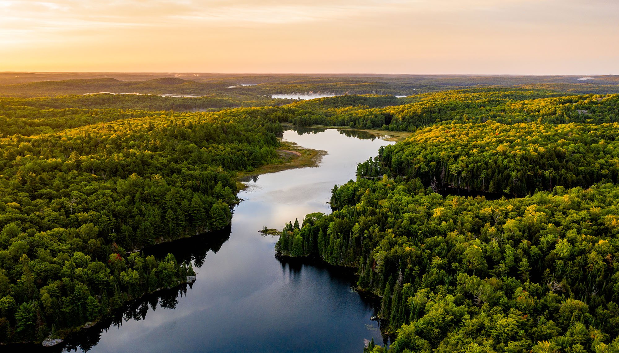 Río que atraviesa un denso bosque