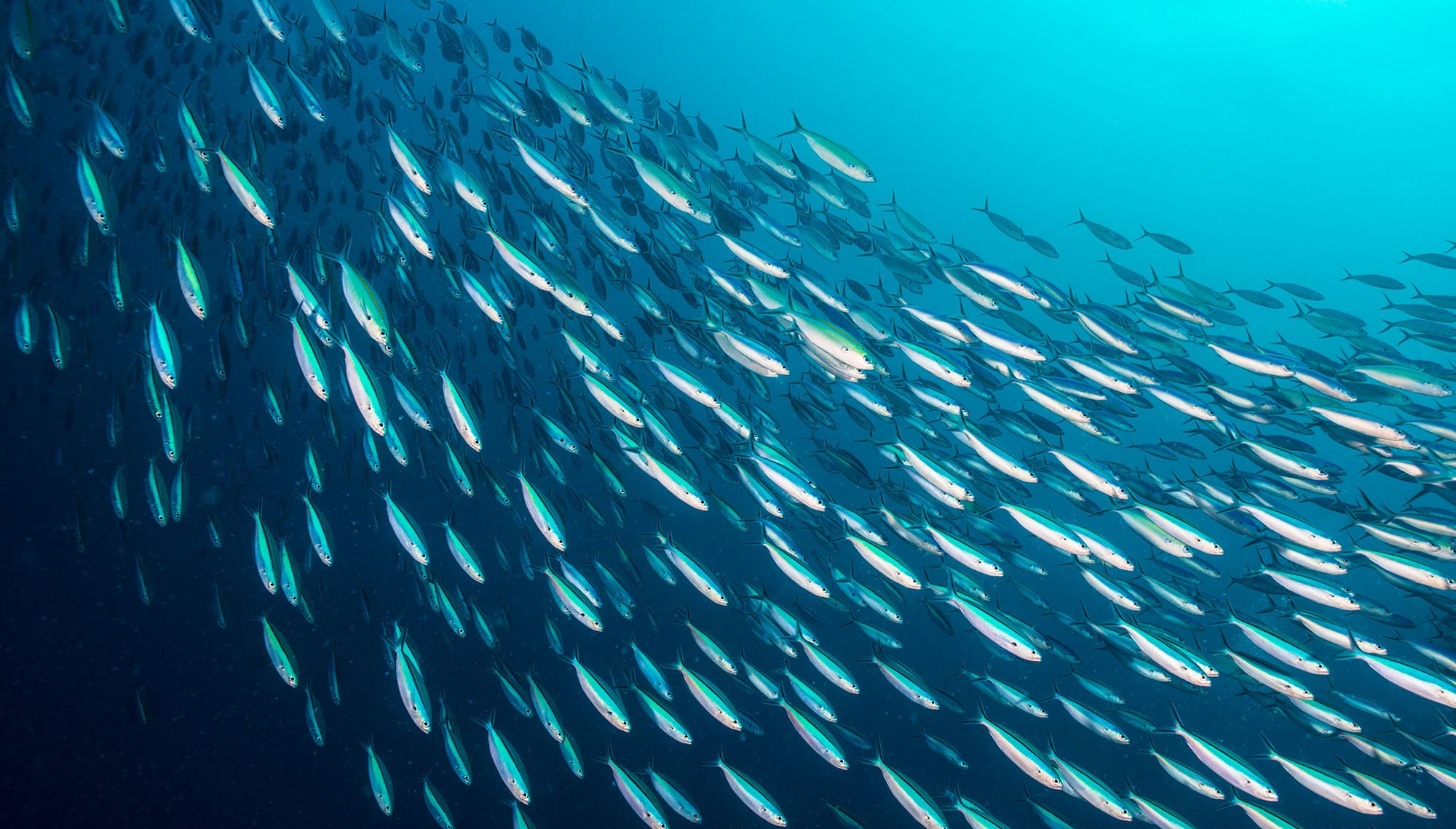 Gran banco de peces en el océano azul